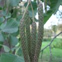 Alnus glutinosa fleur